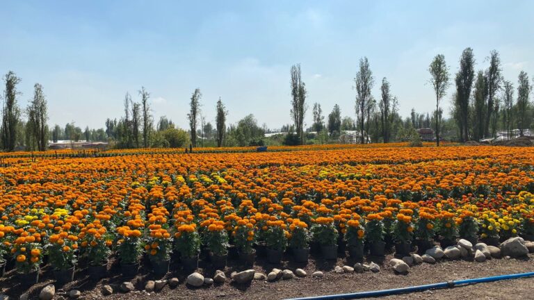 Bloqueo en Xochimilco amenaza cosecha de cempasúchil